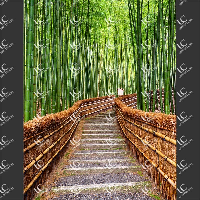 Foret de Bambou Kyoto Japon